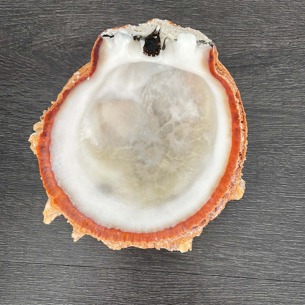 natual sea shell soap holder